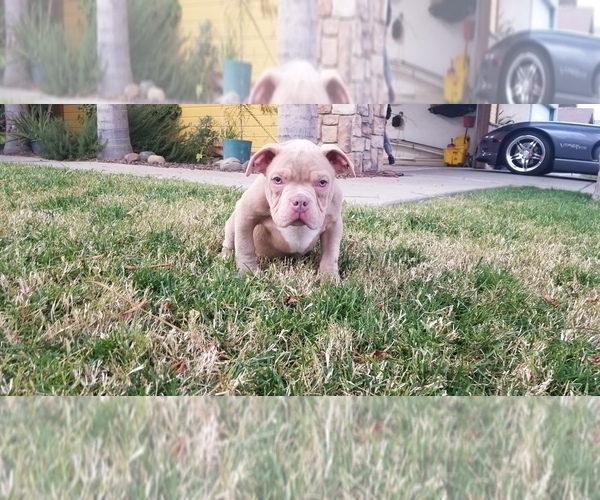 Medium Photo #3 American Pit Bull Terrier Puppy For Sale in STKN, CA, USA