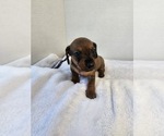 Puppy Puppy 4 Dachshund