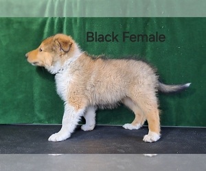 Collie Puppy for sale in KALISPELL, MT, USA