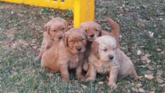 Golden Retriever Puppy for sale in PRATT, KS, USA