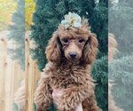 Small Photo #14 Poodle (Toy) Puppy For Sale in PALO ALTO, CA, USA