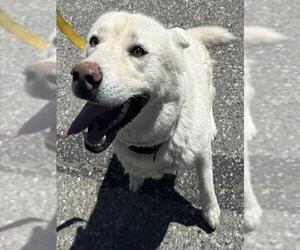 Siberian Husky Dogs for adoption in HESPERIA, CA, USA