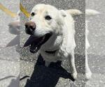 CYCLONE - Male Siberian Husky Dog for Adoption - Small photo