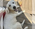 Small #1 Golden Retriever