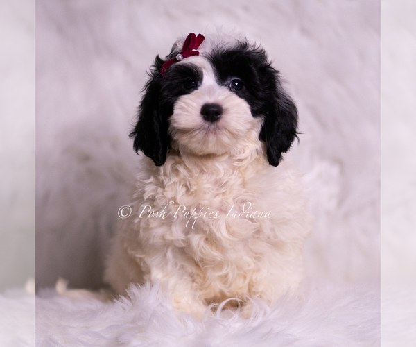 Medium Photo #63 Goldendoodle (Miniature) Puppy For Sale in WARSAW, IN, USA