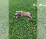 Small #4 Labrador Retriever Mix