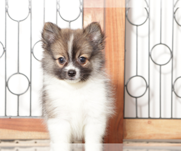 Medium Photo #1 Pomeranian Puppy For Sale in NAPLES, FL, USA