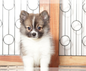 Pomeranian Puppy for sale in NAPLES, FL, USA