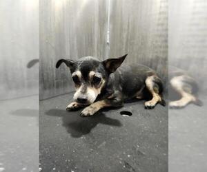 Chihuahua-Unknown Mix Dogs for adoption in San Antonio, TX, USA