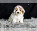 Small Photo #99 Maltipoo Puppy For Sale in WARSAW, IN, USA