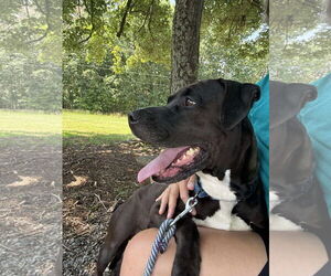 Labrador Retriever Dogs for adoption in Rustburg, VA, USA