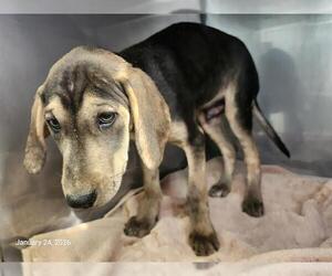 Unknown-Vizsla Mix Dogs for adoption in Santa Cruz, CA, USA