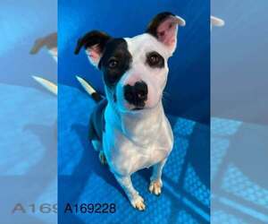 Mutt Dogs for adoption in Calgary, Alberta, Canada