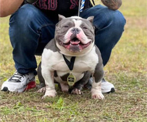 Father of the American Bully puppies born on 04/22/2025