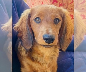Dachshund Puppy for sale in MATTITUCK, NY, USA