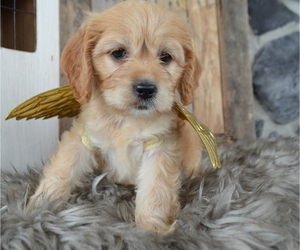 Cock-A-Poo Puppy for sale in HONEY BROOK, PA, USA