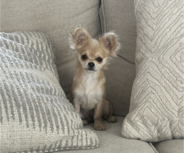 Medium Photo #2 Chihuahua Puppy For Sale in ROUND ROCK, TX, USA