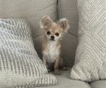 Small #1 Chihuahua