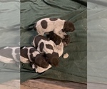 Small Photo #7 German Shorthaired Pointer Puppy For Sale in DYERSBURG, TN, USA