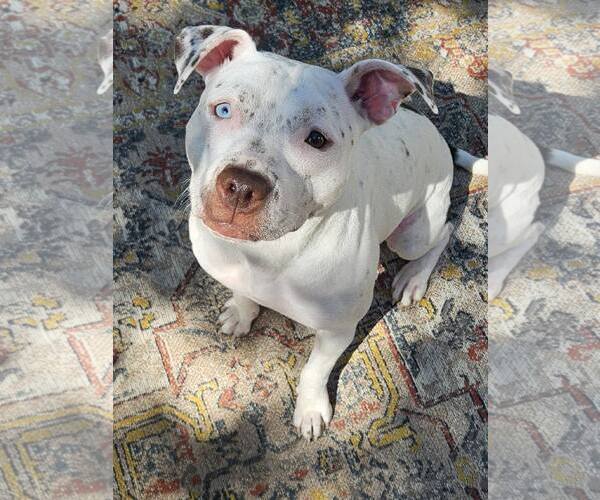 Medium Photo #1 American Pit Bull Terrier-Unknown Mix Puppy For Sale in Binghamton, NY, USA