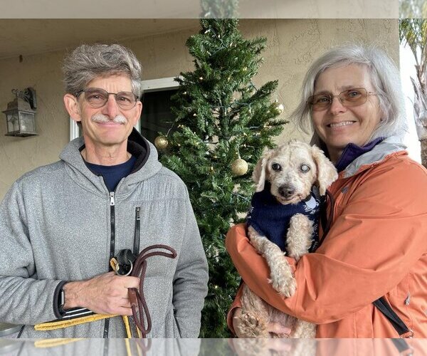 Medium Photo #2 Poodle (Miniature)-Unknown Mix Puppy For Sale in  Ramona, CA, USA