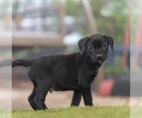 Medium Photo #5 Labrador Retriever-Unknown Mix Puppy For Sale in San Diego, CA, USA