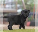 Small #4 Labrador Retriever Mix