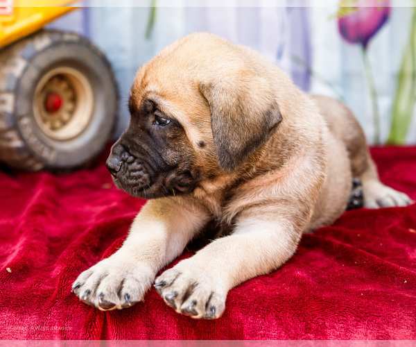 Medium Photo #5 Mastiff Puppy For Sale in WAKARUSA, IN, USA