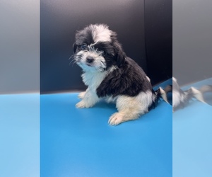 Maltipoo-Shih Tzu Mix Puppy for Sale in SAINT AUGUSTINE, Florida USA