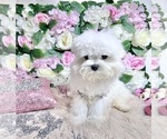 Small Photo #76 Maltese Puppy For Sale in HAYWARD, CA, USA