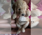Small Photo #7 Goldendoodle Puppy For Sale in PERRYSVILLE, OH, USA