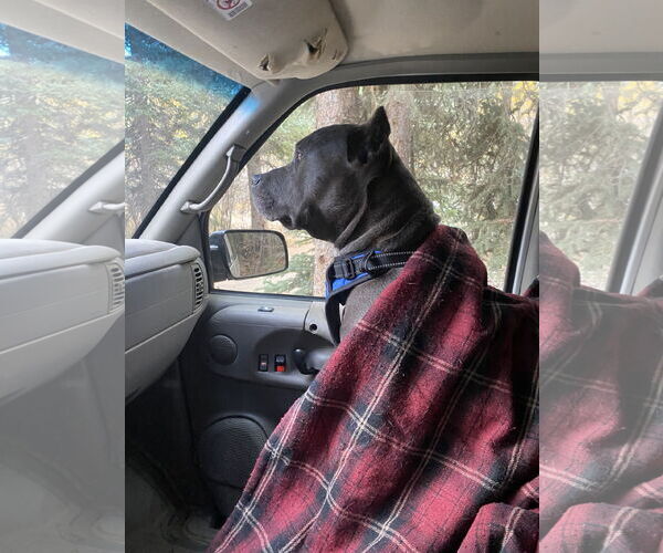 Medium Photo #5 American Pit Bull Terrier-Unknown Mix Puppy For Sale in Fort Collins, CO, USA