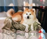 Small Photo #1 Akita Puppy For Sale in EDGEWATER, FL, USA