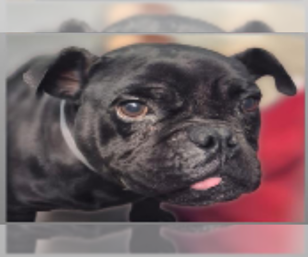 Medium Photo #1 Pug-Unknown Mix Puppy For Sale in Missouri City, TX, USA