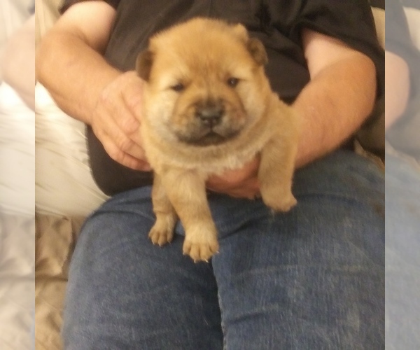 Medium Photo #1 Chow Chow Puppy For Sale in OKC, OK, USA