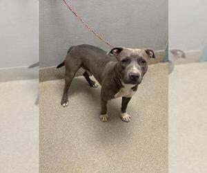 American Pit Bull Terrier-Unknown Mix Dogs for adoption in Las Vegas, NV, USA