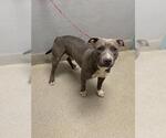 Small American Pit Bull Terrier Mix