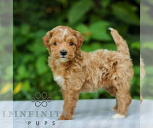 Goldendoodle (Miniature) Puppy for sale in EAST EARL, PA, USA