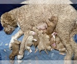 Small #1 Goldendoodle