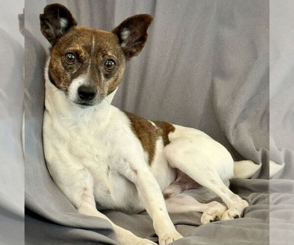 Medium Photo #3 Rat Terrier Puppy For Sale in Atlanta, GA, USA