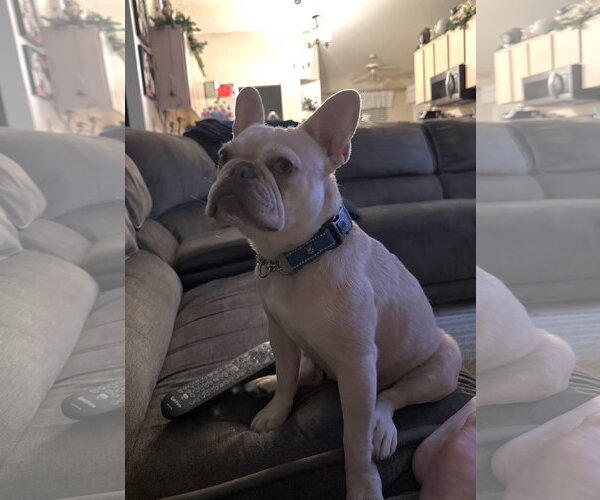 Medium Photo #3 French Bulldog Puppy For Sale in Valrico, FL, USA