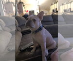 Small #2 French Bulldog