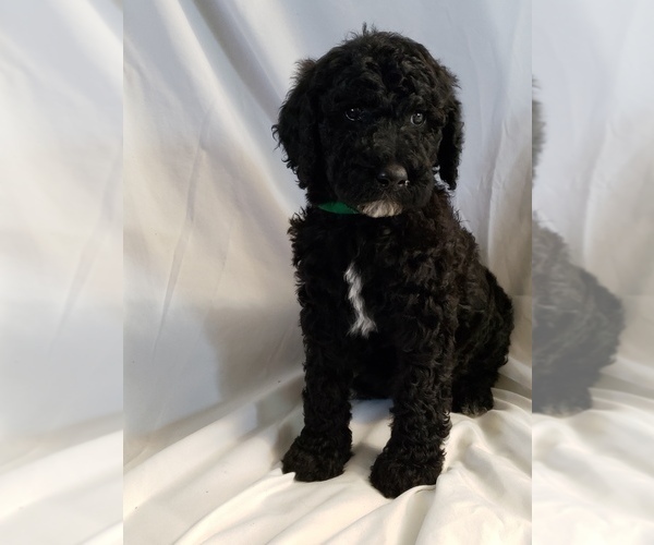 Medium Photo #2 Poodle (Standard) Puppy For Sale in ODESSA, WA, USA