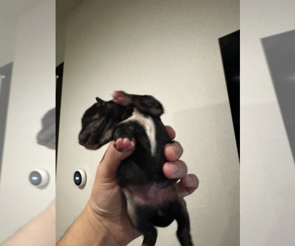 Medium Photo #4 Shiba Inu Puppy For Sale in CHINO, CA, USA