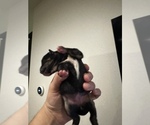 Small Photo #4 Shiba Inu Puppy For Sale in CHINO, CA, USA