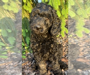 Goldendoodle Dog for Adoption in NEWARK, Ohio USA