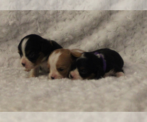 Cavalier King Charles Spaniel Puppy for Sale in HOMELAND, California USA