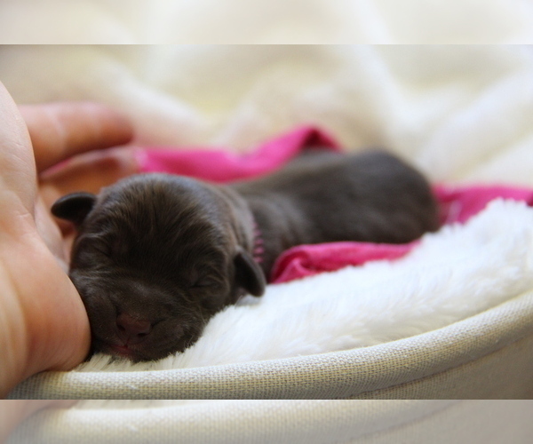 Medium Photo #7 Labrador Retriever Puppy For Sale in HYDE PARK, VT, USA