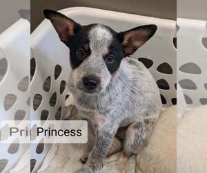 Australian Cattle Dog-Mountain Feist Mix Puppy for sale in CLARKRANGE, TN, USA