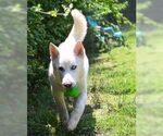Small #2 Huskies  Mix